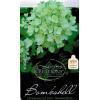 Hydrangea Paniculata "Bombshell"® pluimhortensia