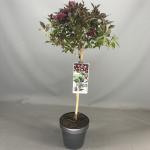 Weigela Florida struik Minor Black op stam