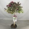 Weigela Florida struik Minor Black op stam