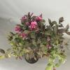 Weigela Florida struik Minor Black op stam