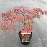 Japanse esdoorn (Acer palmatum "Shirazz") heester