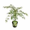 Japanse esdoorn (Acer palmatum "Dissectum") heester