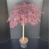 Japanse esdoorn op stam (Acer palmatum "Garnet") heester