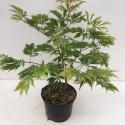 Japanse esdoorn (Acer Japonicum "Aconitifolium") heester