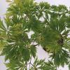 Japanse esdoorn (Acer Japonicum "Aconitifolium") heester