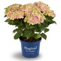 Hydrangea Macrophylla "Magical Amethyst Roze"® boerenhortensia