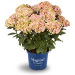 Hydrangea Macrophylla "Magical Coral Pink"® boerenhortensia