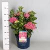 Hydrangea Macrophylla "Magical Coral Pink"® boerenhortensia