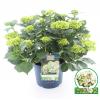 Hydrangea Macrophylla "Magical Noblesse"® boerenhortensia