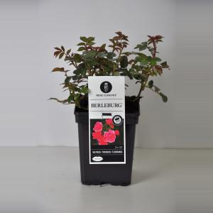 Trosroos (rosa "Berleburg"®)