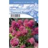 Hydrangea Paniculata "Diamond Rouge"® pluimhortensia