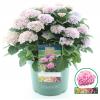 Hydrangea Macrophylla "Magical Revolution Roze"® boerenhortensia