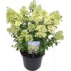 Hydrangea Paniculata "Bobo"® pluimhortensia