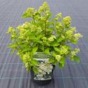 Hydrangea Paniculata "Prim White"® pluimhortensia