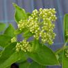 Hydrangea Paniculata "Prim White"® pluimhortensia