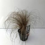 Zegge (Carex comans "Bronze Form") siergras