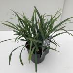 Zegge (Carex laxiculmis "Bunny Blue") siergras