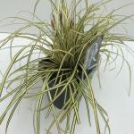 Zegge (Carex oshimensis "Evergold") siergras