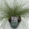 Zegge (Carex comans "Frosted Curls") siergras