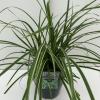 Zegge (Carex morrowii "Ice Dance") siergras