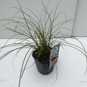 Zegge (Carex testacea "Prairie Fire") siergras