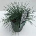 Zwenkgras (Festuca glauca "Elijah Blue") siergras