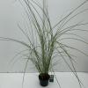 Prachtriet (Miscanthus sinensis "Gracillimus") siergras