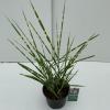 Prachtriet (Miscanthus sinensis "Strictus") siergras