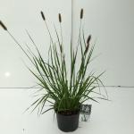 Lampenpoetsersgras (Pennisetum messiacum "Red Bunny Tails") siergras