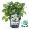 Hydrangea Macrophylla "Magical Revolution Blue"® boerenhortensia