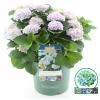 Hydrangea Macrophylla "Magical Revolution Blue"® boerenhortensia