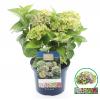 Hydrangea Macrophylla "Magical Amethyst Blauw"® boerenhortensia