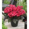 Hydrangea Macrophylla "Black Diamond® Dark Angel"® schermhortensia