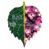 Hydrangea Macrophylla "Black Diamond® Dark Angel Purple"® schermhortensia