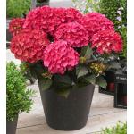 Hydrangea Macrophylla "Black Diamond® Red Angel"® boerenhortensia