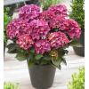 Hydrangea Macrophylla "Black Diamond® Red Angel Purple"® boerenhortensia