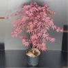 Japanse esdoorn (Acer palmatum "Fireglow") heester