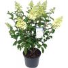 Hydrangea Paniculata "Silver Dollar" pluimhortensia