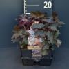 Purperklokje (heuchera micrantha "Palace Purple") bodembedekker