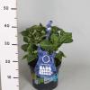 Hydrangea Macrophylla Music Collection "Blue Boogiewoogie"® boerenhortensia