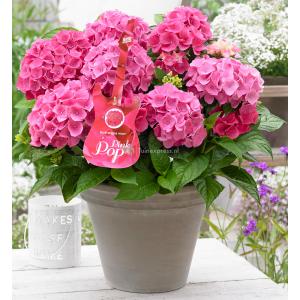 Hydrangea Macrophylla Music Collection "Pink Pop"® boerenhortensia