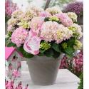 Hydrangea Macrophylla Music Collection "Soft Pink Salsa"® boerenhortensia