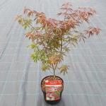 Japanse esdoorn (Acer palmatum "Starfish") heester