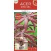 Japanse esdoorn (Acer palmatum "Starfish") heester