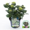 Hydrangea Macrophylla "Magical Coral Blue"® boerenhortensia