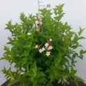 Weigela Florida struik Pink Princess