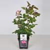 Grootbloemige roos (rosa "Beverly"®)