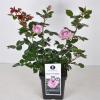 Grootbloemige roos (rosa "Blue Girl"®)