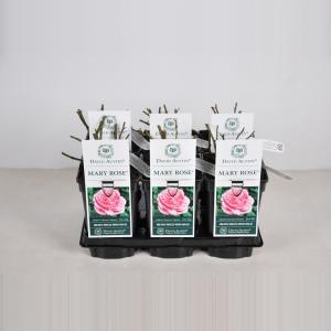 Engelse roos (rosa "Mary Rose"®)