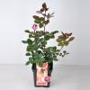 Grootbloemige roos Parfum de Nature (rosa "Acapella"®)